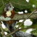 squirrel_variegated_tar_h_0226_cos0531.jpg